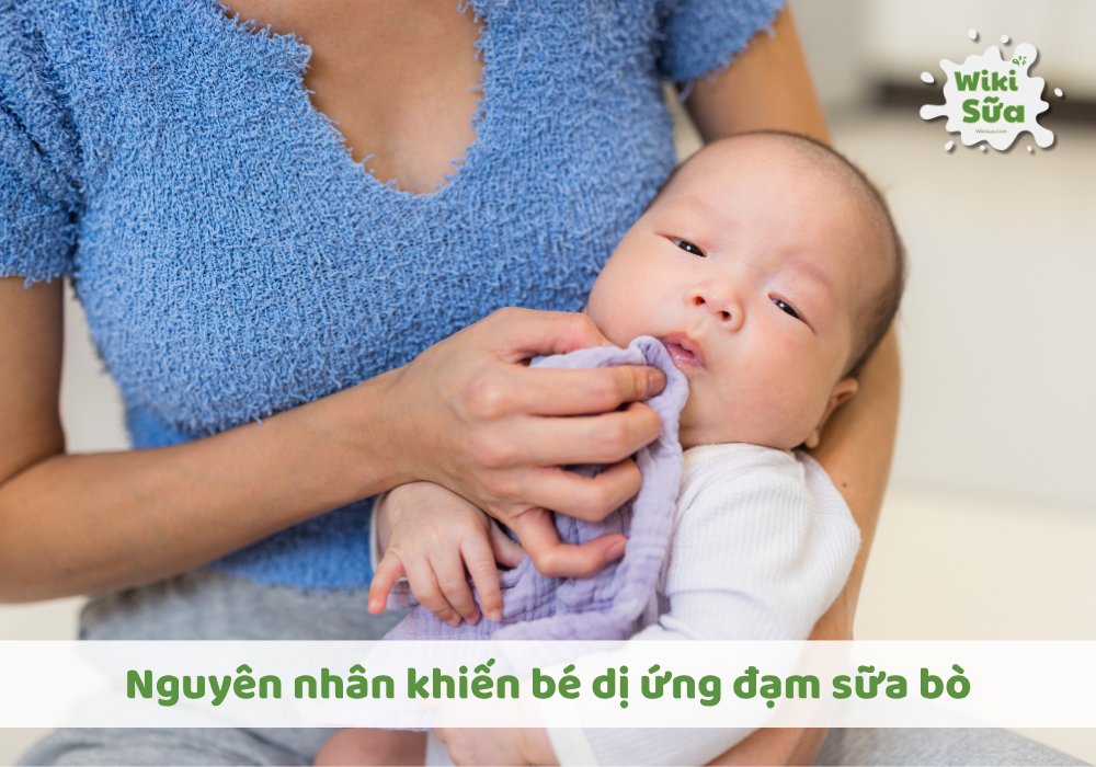 Nguyên nhân trẻ bị dị ứng sữa đạm bò