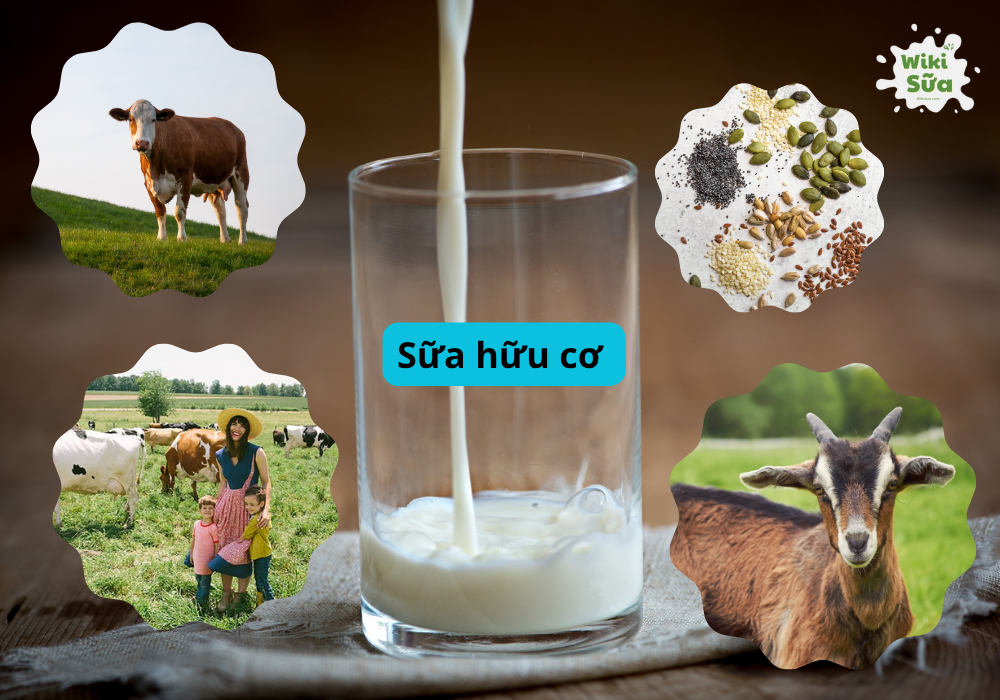 Sữa hữu cơ là gì