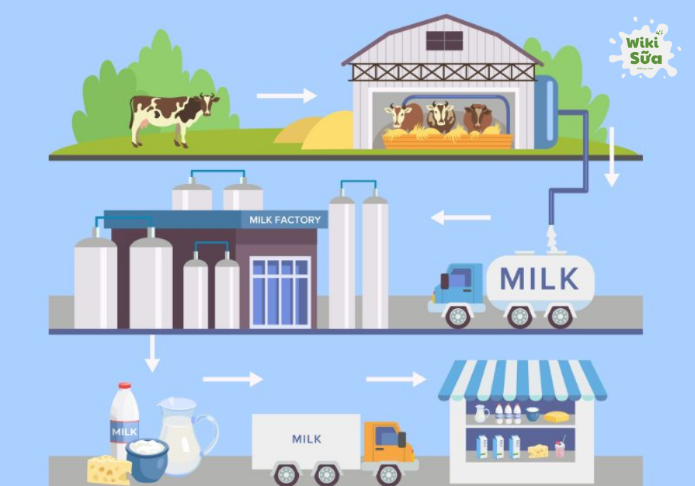 Quy trình sản xuất sữa hữu cơ 