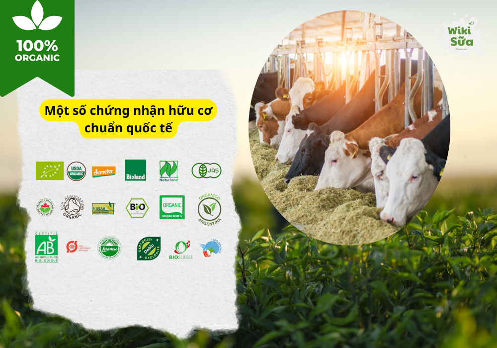 Các chứng nhận hữu cơ đạt chuẩn quốc tế 