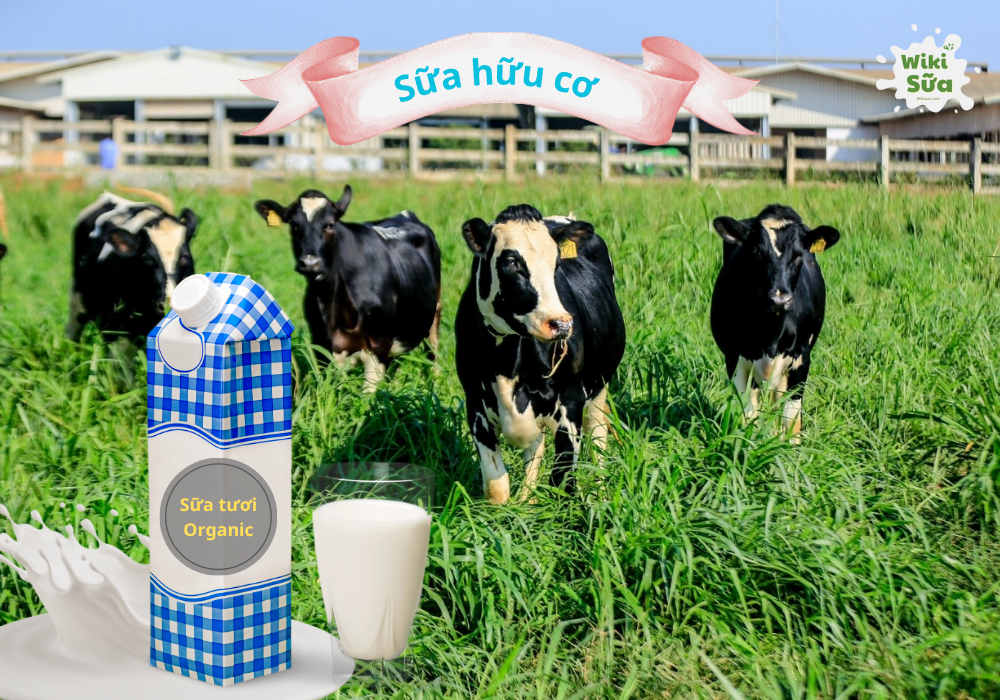 Sữa hữu cơ là gì? Lợi ích và cách chọn sữa hữu cơ (organic) chuẩn nhất