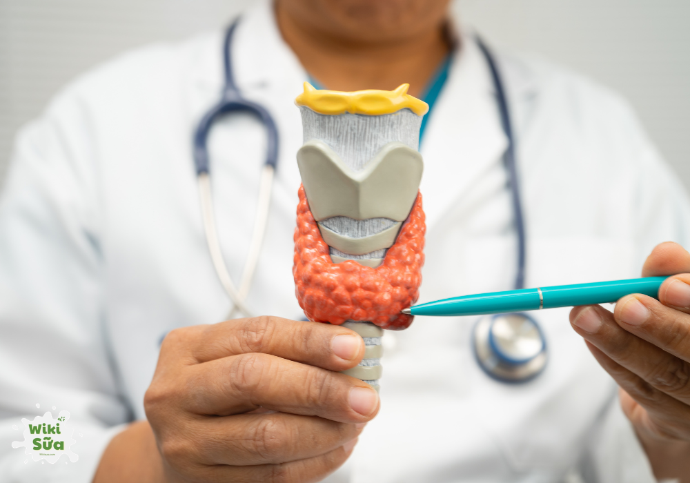 tuyến giáp là tuyến nội tiết quan trọng điều hòa trao đổi chất của cơ thể